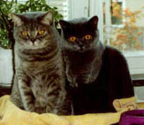 Abbie och Yasmine