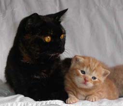 Lucette och Phuma