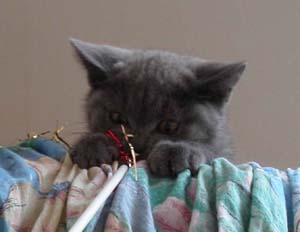 Omar