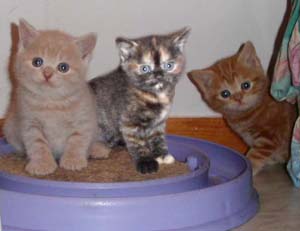 Panther, Pirahja och Phuma