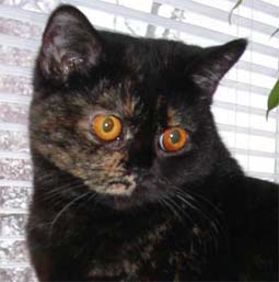 Ronja