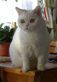 Tessan