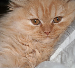 Tova