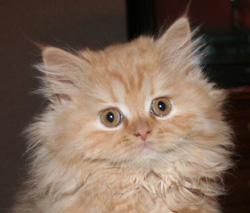 Tova