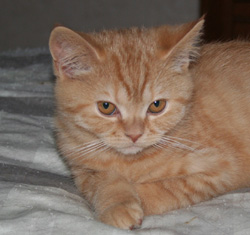 Wilbert